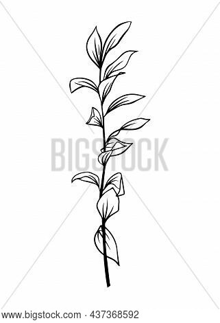Outlines Of Ruscus Leaves. Vector Isolated Clipart.