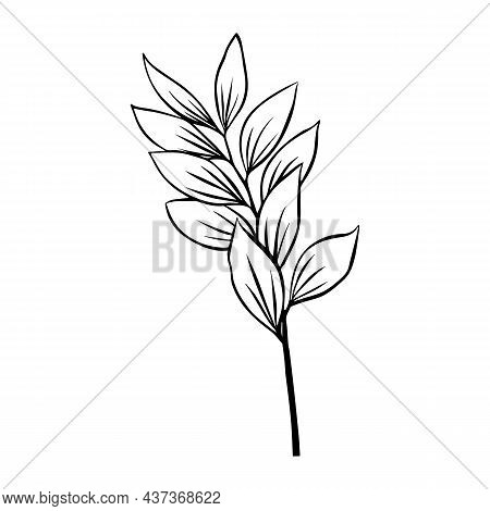 Outlines Of Ruscus Leaves. Vector Isolated Clipart.