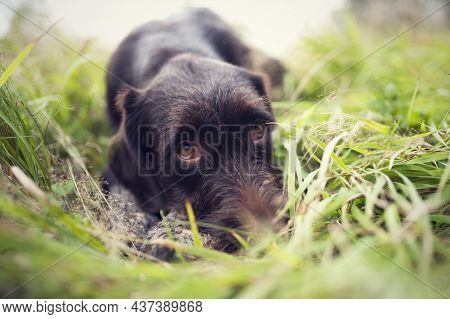 Young Dog Of Bohemian Wire-haired Pointing Griffon