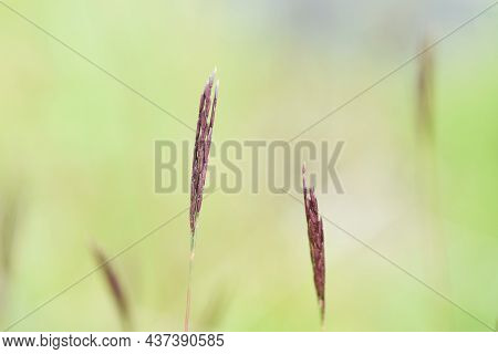 Jointhead Hispidus Ears. Poaceae Annual Grass. It Grows In Swamps And Its Stems And Leaves Are Used 