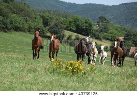 Kudde van het runnen van paarden