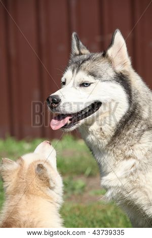 Siberische Husky pup en volwassene