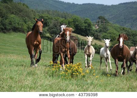 Kudde van het runnen van paarden