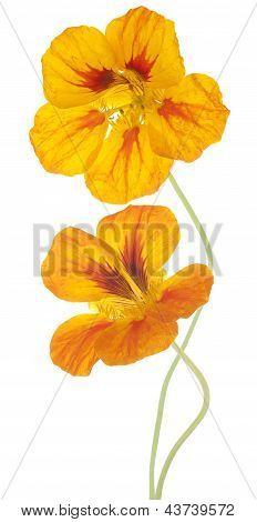 Nasturtium