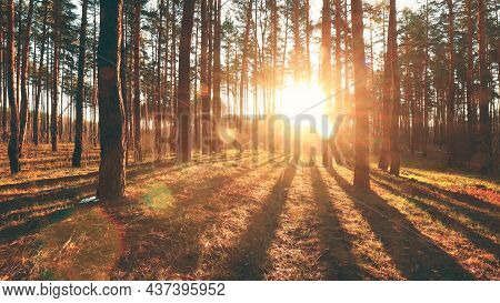 Beautiful Sunrise Sun Sunshine In Sunny Spring Coniferous Forest. Sunlight Sunbeams Through Woods In