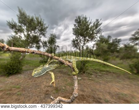Close Up Of African Chameleon (chamaeleo Africanus) Climbing On Branch In Habitat Landscape