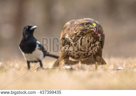 European Common Buzzard (buteo Buteo) Eating Meat From Fresh Caught Prey In Kiskunsagi National Park