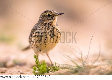 Meadow Pipit (anthus Pratensis) Is A Small Passerine Bird Which Breeds In Much Of Northwestern Euras
