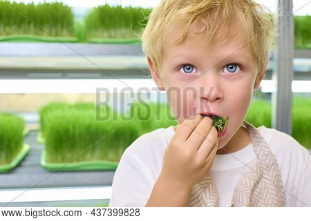 Сlose-up Of A Blond Boy With Blue Eyes In An Apron Appetizingly Chewing Fresh Greens Against The Bac