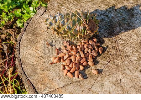 Pine Nuts With A Fresh Pine Cone Soaked In Resin On A Tree Stump. Selective Focus.