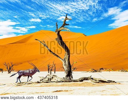 The Namib Naukluft Park. Namibia. Africa. Huge scenic red and orange sand dunes. The antelope oryx grazes in the valley of Sossusflei