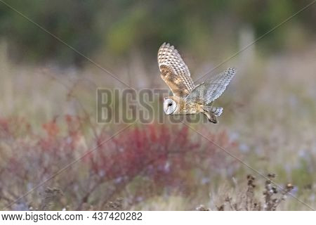 Flying Barn Owl Bird At Delta Bc Canada