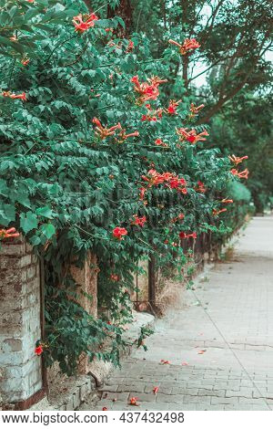 A Path Along The Road Where Kampsis Bushes Bloom. High Quality Photo