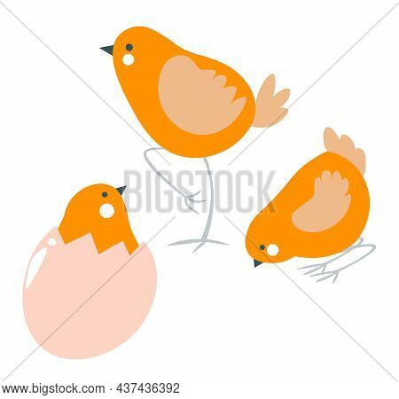 Small Chicken In Eggshell, Spring Fowls Vector
