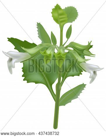 Lemon Balm Plant (melissa Officinalis) - Colored And Detailed Illustration Isolated On White Backgro