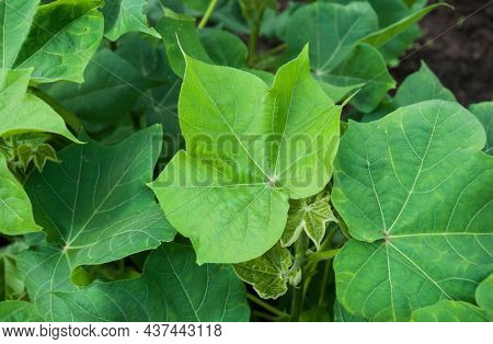 Close up top view of cotton plant leaves. Cotton agriculture and harvesting.