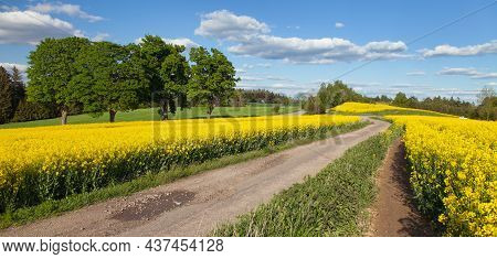Field Of Rapeseed, Canola Or Colza, In Latin Brassica Napus With Rural Road, Beautiful Springtime La