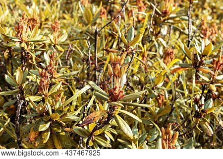 Plants Rhododendron With Stamens Close Up In The Mountains In Fall Botanical Natural Background Copy