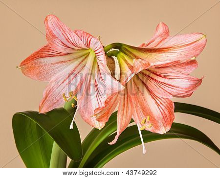 Drei Amaryllis (Hipperastrum)-Blumen