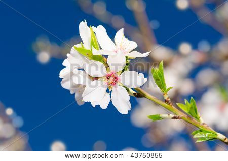 白い春の花の小さな房