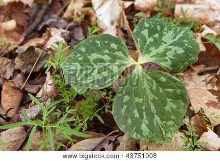 drei Leaf Trillium Pflanzen