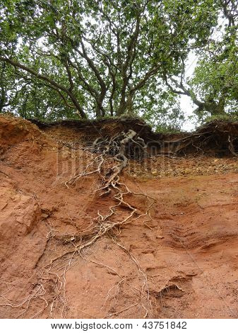 Pobřežní útes eroze s kořeny stromů exponovaných