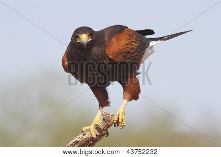Harris's Hawk - Texas
