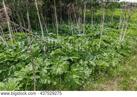 Heracleum Sosnowskyi. Green Leaves Of Hogweed, Cow Parsnip Plant In Summer