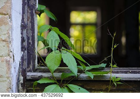 Old Windows And Green Leaves Of A Plant. Vine Weaves On An Old Window Frame, An Abandoned House. Ove