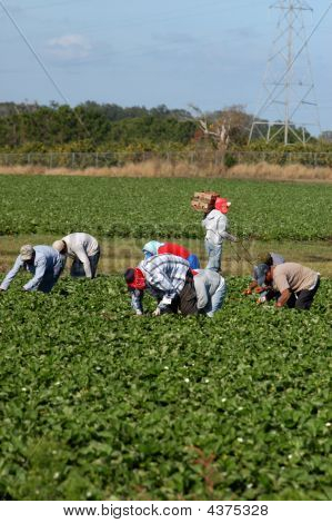 Migrants Woorkers Strawberry Picker