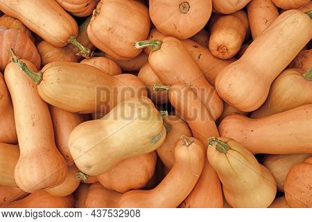 Top View Of Many Orange Butternut Squashes