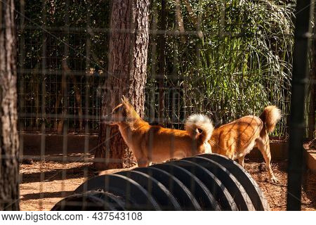 New Guinea Singing Dog Canis Lupus Dingo Pair In Captivity In A Cage.