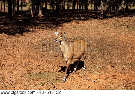 Nilgai Is A Large Asian Antelope Boselaphus Tragocamelus In India.