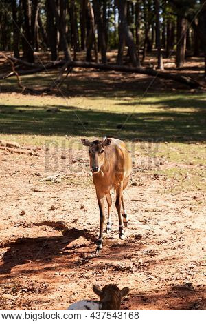 Nilgai Is A Large Asian Antelope Boselaphus Tragocamelus In India.