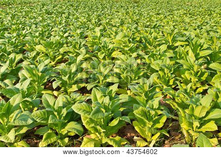 Ferme de plante de tabac