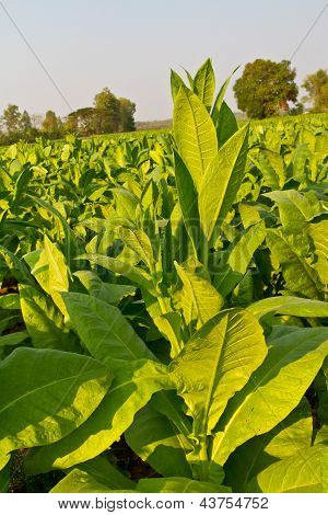 Ferme de Plants de tabac