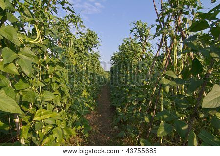 Yardlong bean farm