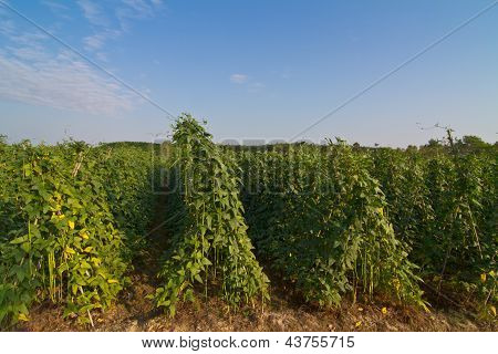 Yardlong bean farm