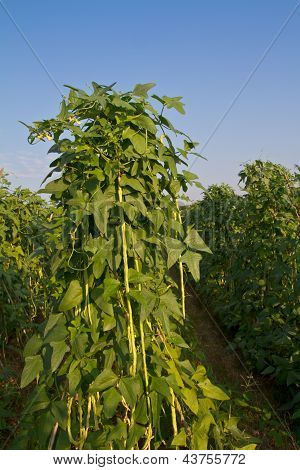 Yardlong bean farm