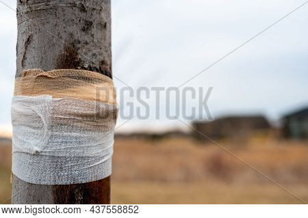 Damaged Tree With Sap Weeping Down The Bark And A Protective Bandage Wrap