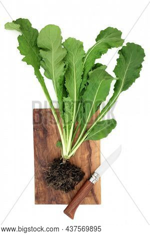 Fresh ruccola plant with green leaves and soil root ball with knife on olive wood board. Immune system boosting health food high in antioxidants, vitamins and minerals. On white, flat lay, top view. 