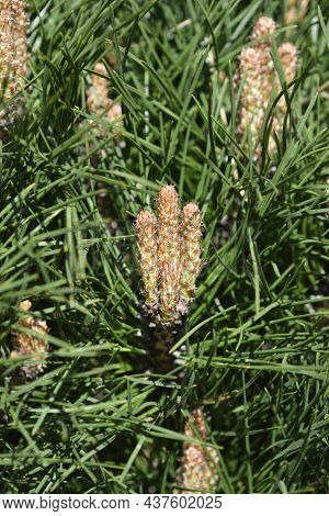 Dwarf Black Pine Pierrick Bregeon - Latin Name - Pinus Nigraa Pierrick Bregeon