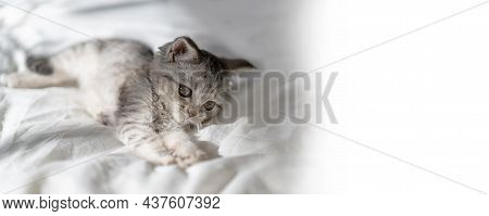Beautiful Portrait Of Scottish Straight Kitten On White Background. Grey Striped Scottish Straight-e