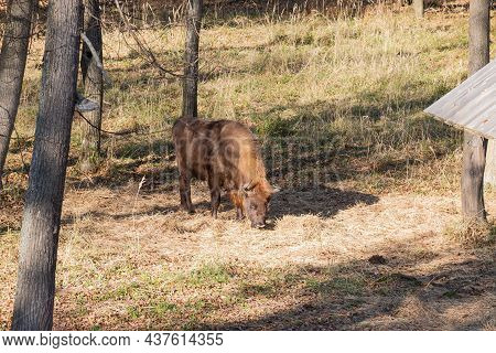 European Bison, Also Known As Wisent Or The European Wood Bison Grazing In The Wood. Prioksko-terras