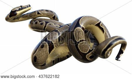 3D Rendering Ball Python On White