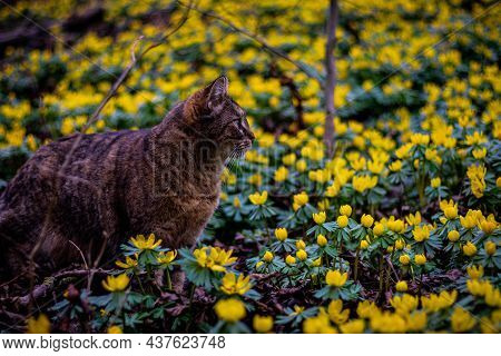 Cat Is Watching For A Mouse Inside Of A Flower Field