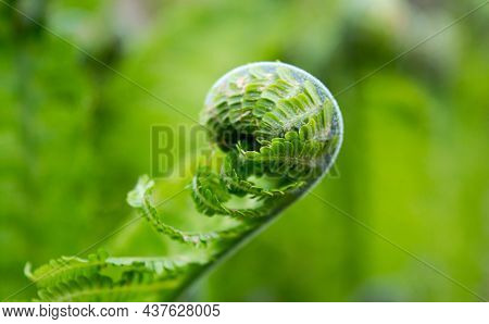 Close-up Of A Swirling Blooming Fern Shoot On A Green Background.