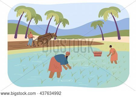 Indian Farmers Harvesting Paddy In Field With Water. Male And Female Cartoon Characters In Village, 