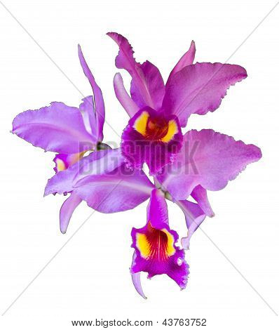 Orchidée sur isolat