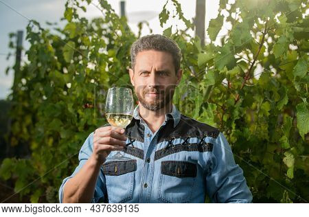 Professional Winegrower On Grape Farm. Bearded Man With Wine Glass. Smiling Enologist With Wineglass